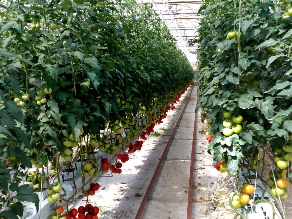 Enerqos progetto biomassa cuneo