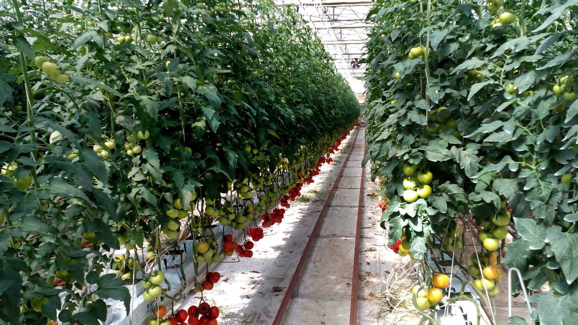 Enerqos progetto biomassa cuneo