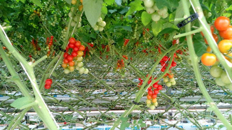 Enerqos progetto biomassa cuneo