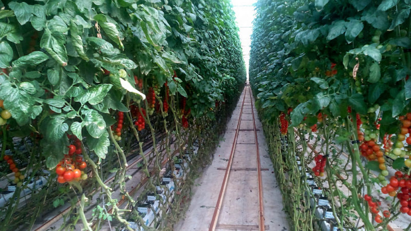 Enerqos progetto biomassa cuneo