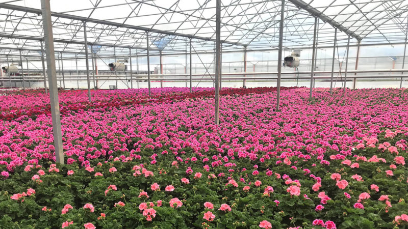 Enerqos progetto biomassa lucca