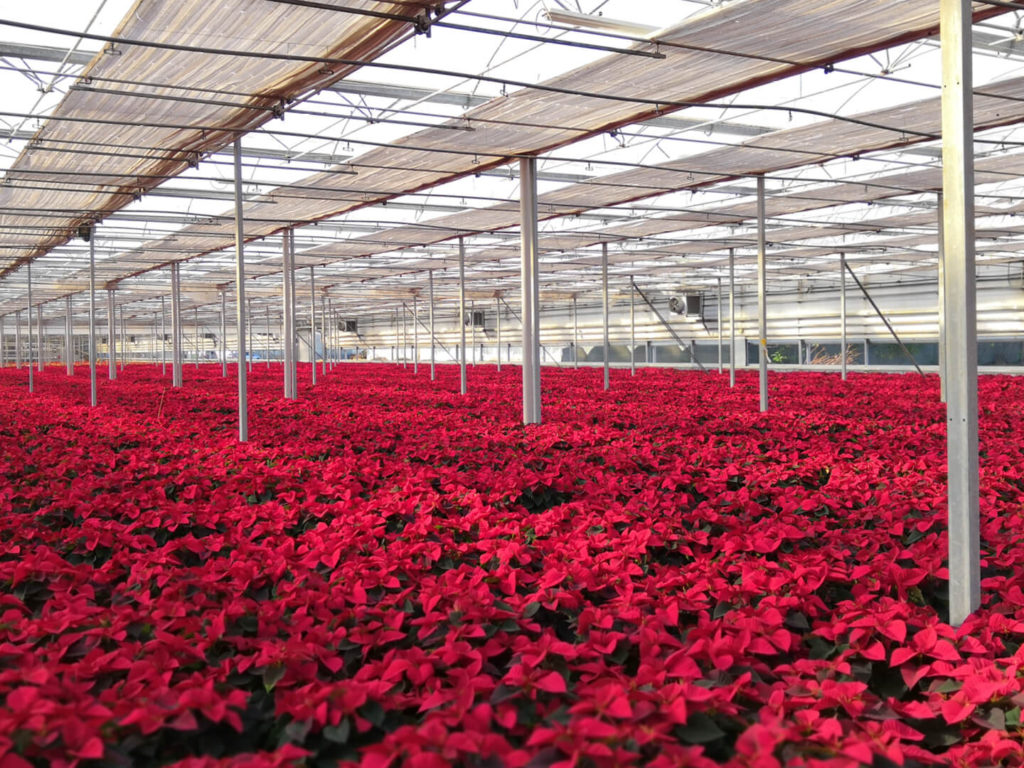 Enerqos progetto biomassa lucca