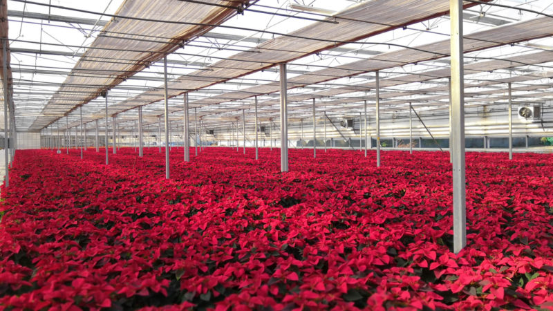 Enerqos progetto biomassa lucca