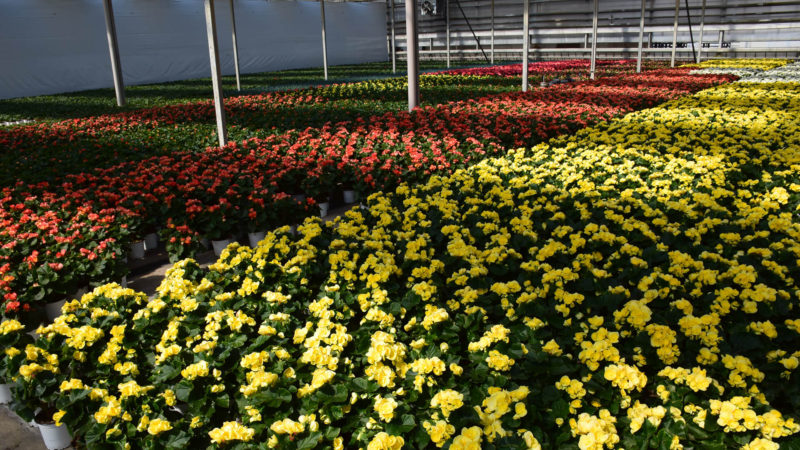 Enerqos progetto biomassa lucca