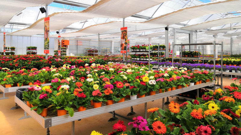 Enerqos progetto biomassa lucca