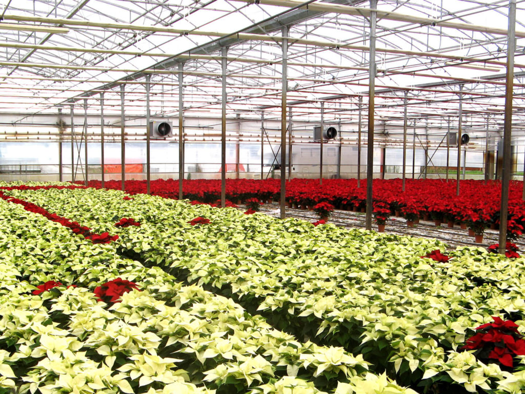 Enerqos progetto biomassa lucca