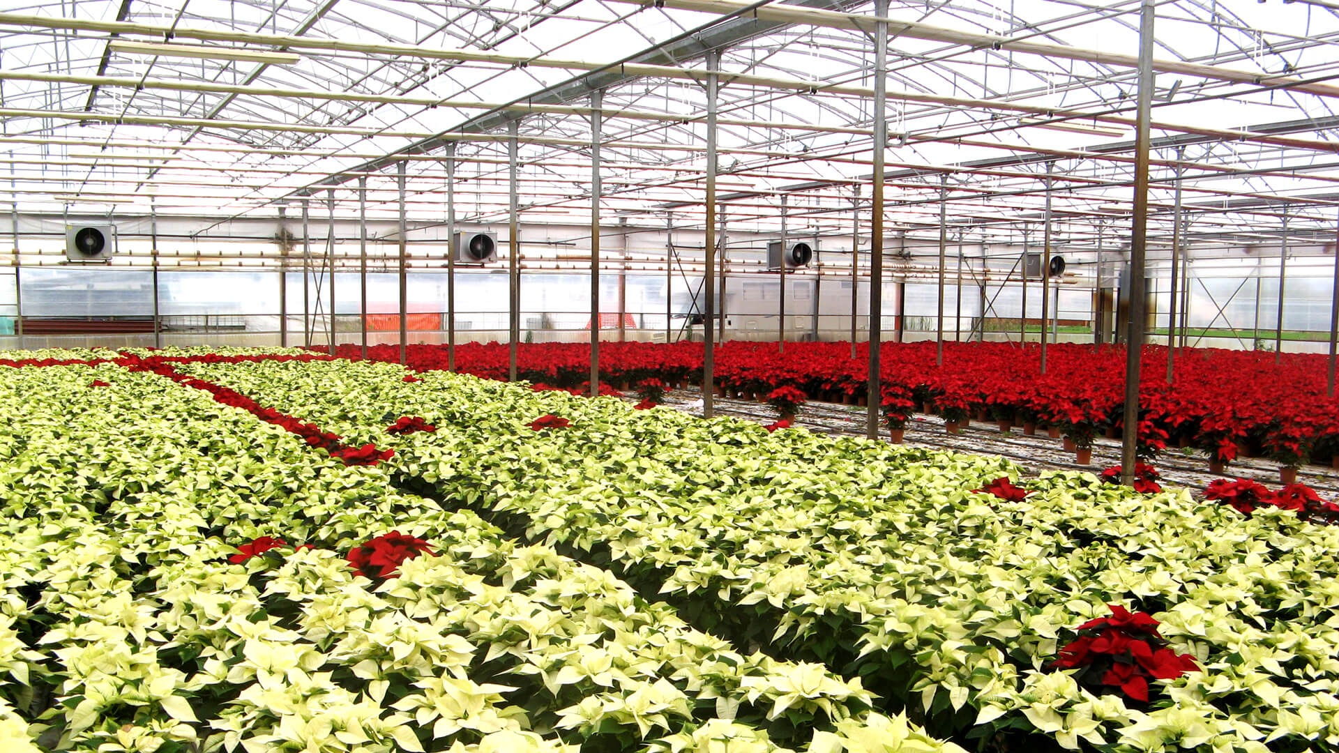 Enerqos progetto biomassa lucca