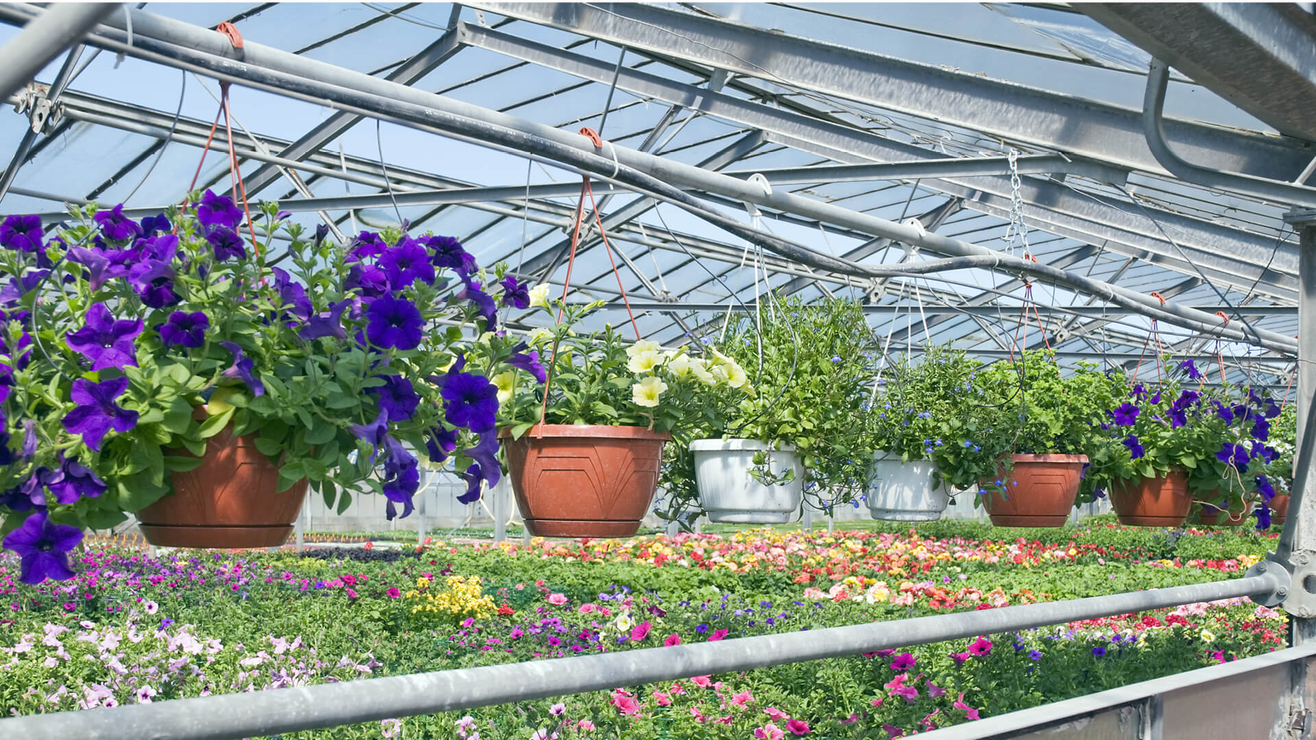 Enerqos settore florovivaistico